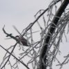brucello-sanbuca pistoiese 013